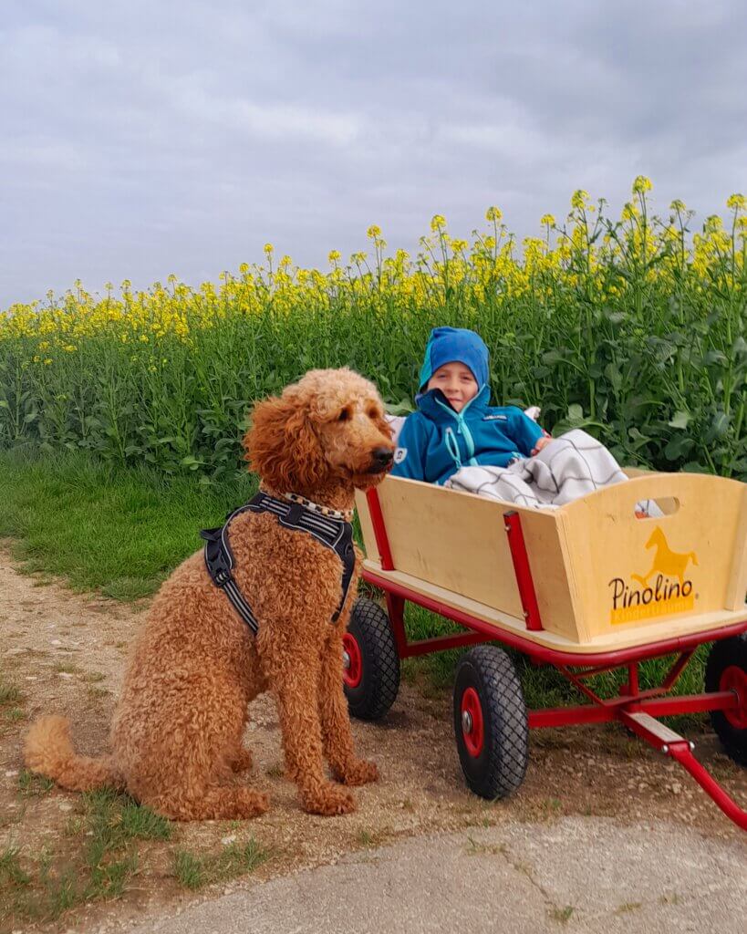 Benni im Bollerwagen